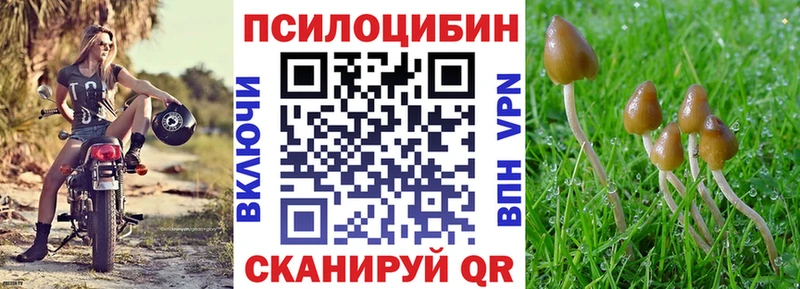 где можно купить   Орехово-Зуево  Галлюциногенные грибы Psilocybe 